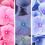 Hortenzia kalinolistá (Hydrangea macrophylla) ‘HI RIVER’® - výška 10-15 cm, kont. C2L 